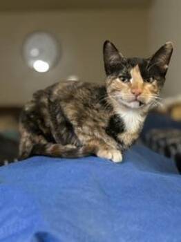 Bonnie -  Calico Cat for Adoption in Parlier, California - Bonnie | PetCurious