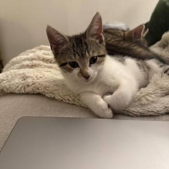 Domestic Short Hair Cats Available for Adoption - Slalom | PetCurious