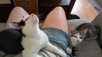 Soba & Some -  Domestic Short Hair Cat for Adoption in Waltham, Massachusetts - Soba & Some | PetCurious