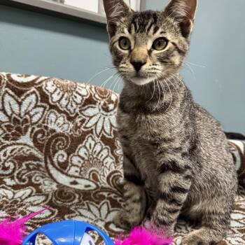 Spider - 720 -  Domestic Short Hair Cat for Adoption in St. Louis, Missouri - Spider - 720 | PetCurious