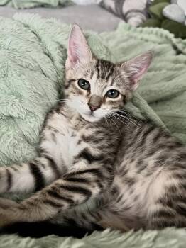 Wren (4600) -  Domestic Short Hair and Tiger Cat for Adoption in Zephyrhills, Florida - Wren (4600) | PetCurious