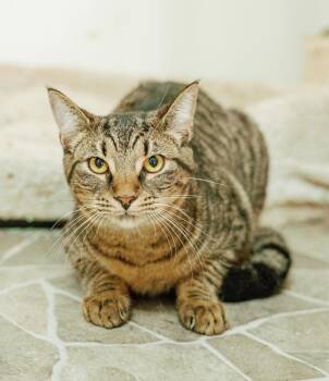 Bandit -  Domestic Short Hair and Tabby Cat for Adoption in Attalla, Alabama - Bandit | PetCurious
