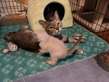 Rogue -  Domestic Short Hair Cat for Adoption in Lafayette, Colorado - Rogue | PetCurious