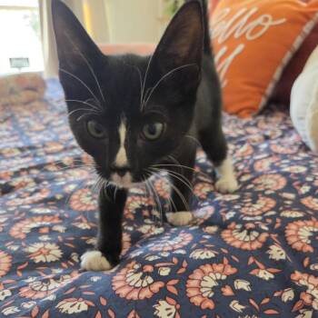 lingine -  Domestic Short Hair Cat for Adoption in Philadelphia, Pennsylvania - Lingine | PetCurious