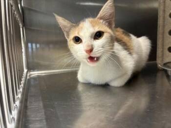 Poutine -  Domestic Short Hair Cat for Adoption in Lafayette, Indiana - Poutine | PetCurious