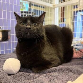 Domestic Short Hair Cats Available for Adoption - Fox | PetCurious