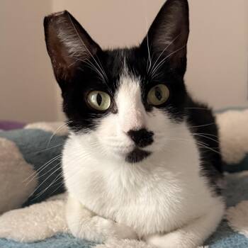 Elora -  Domestic Short Hair Cat for Adoption in Santa Ana, California - Elora | PetCurious