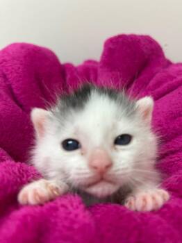 Domestic Short Hair Cats Available for Adoption in Youngtown, Arizona - Beau / Amour | PetCurious
