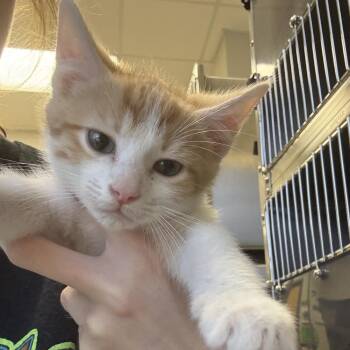 Levi - 071419U -  Domestic Medium Hair Cat for Adoption in Tupelo, Mississippi - Levi - 071419U | PetCurious