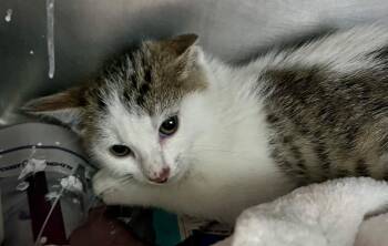 Ranch -  Domestic Short Hair Cat for Adoption in Cincinnati, Ohio - Ranch | PetCurious