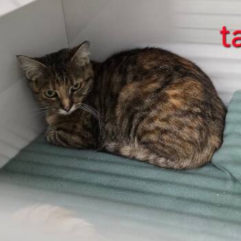 Rescue Domestic Short Hair Cats for Adoption in Grantsville, Utah - Tabbytha | PetCurious