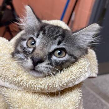 0804-C26 -  Domestic Short Hair Cat for Adoption in Port Charlotte, Florida - 0804-C26 | PetCurious
