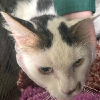 Lane -  Domestic Short Hair Cat for Adoption in Des Moines, Iowa - Lane | PetCurious