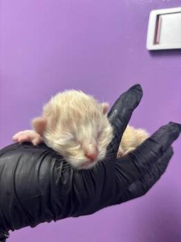 60658894 -  Domestic Short Hair Cat Available for Adoption in El Paso, Texas - 60658894 | PetCurious
