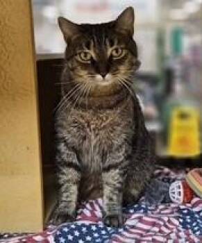 Isabella Julian (AKA Bitters) Pretty Playful tabby girl -  Domestic Short Hair Cat Available for Adoption in Stowe, Pennsylvania - Isabella Julian (AKA Bitters) Pretty Playful Tabby Girl | PetCurious