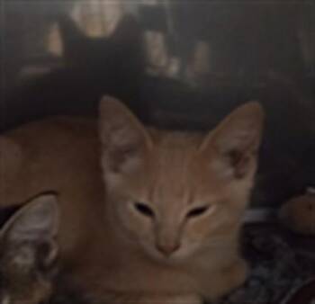 A070730 -  Domestic Short Hair Cat for Adoption in Albuquerque, New Mexico - A070730 | PetCurious