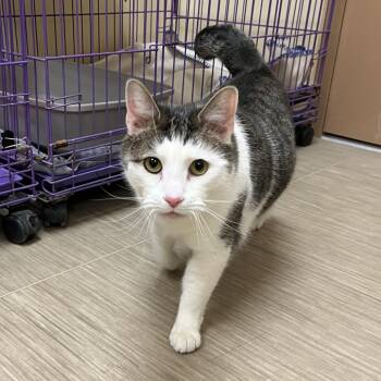 Domestic Short Hair Cats Available for Adoption in Bedford, New Hampshire - Catrick Swayzey | PetCurious