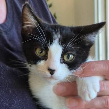 Rescue Domestic Short Hair Cats for Adoption in Sonora, California - Suzie | PetCurious