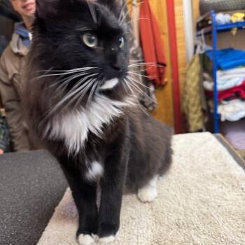 George -  Domestic Long Hair Cat for Adoption in Meadow Lake, Saskatchewan - George | PetCurious