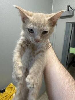 Wolverine -  Domestic Short Hair Cat for Adoption in Lafayette, Indiana - Wolverine | PetCurious
