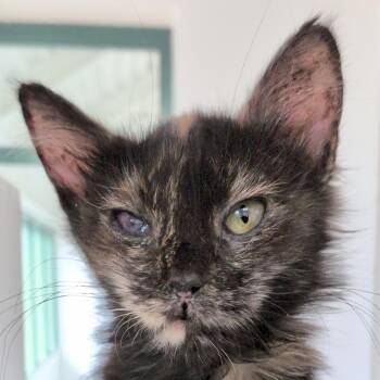 Binx -  Domestic Short Hair Cat for Adoption in Reno, Nevada - Binx | PetCurious