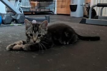Birdie -  Domestic Short Hair Cat Available for Adoption in Rossville, Georgia - Birdie | PetCurious