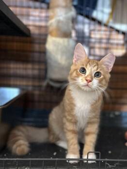 Sissy -  Domestic Medium Hair Cat for Adoption in Suffolk, Virginia - Sissy | PetCurious
