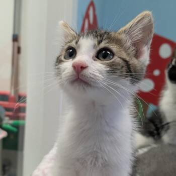 Brioche -  Domestic Short Hair Cat for Adoption in Hendersonville, North Carolina - Brioche | PetCurious