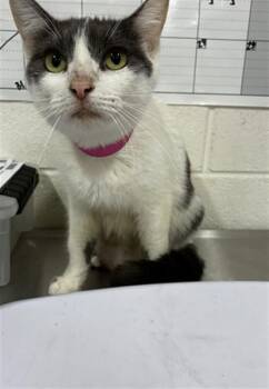 ADELLA -  Domestic Short Hair Cat for Adoption - ADELLA | PetCurious