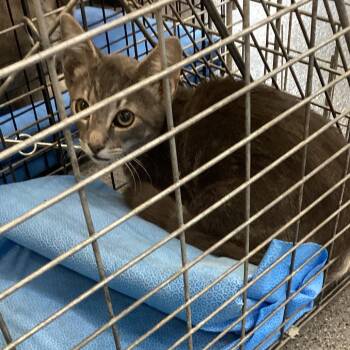 Tot -  Domestic Short Hair Cat for Adoption in Montgomery, Alabama - Tot | PetCurious