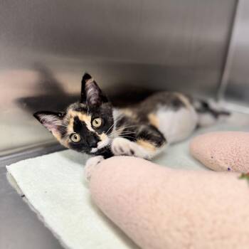 Moana -  Domestic Short Hair Cat for Adoption in Lanett, Alabama - Moana | PetCurious