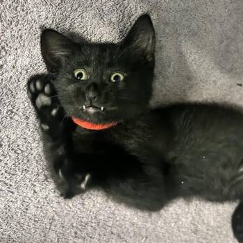 DIVA -  Domestic Medium Hair Cat Available for Adoption in Auburn, California - DIVA | PetCurious