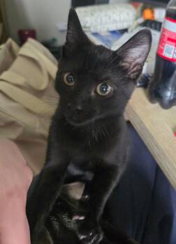 Karlo/Rose -  Domestic Short Hair Cat for Adoption in Papillion, Nebraska - Karlo/Rose | PetCurious