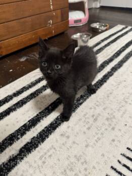 Rescue Domestic Short Hair Cats for Adoption in Oak Park, Michigan - Kane | PetCurious