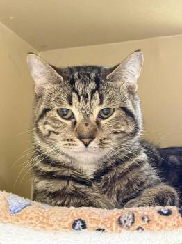 Domestic Short Hair Cats Available for Adoption - Lucky | PetCurious