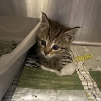 Pamela -  Domestic Medium Hair Cat for Adoption in Winston-salem, North Carolina - Pamela | PetCurious