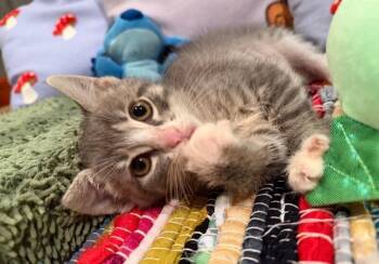 Missy -  Domestic Short Hair Cat for Adoption in North Babylon, New York - Missy | PetCurious