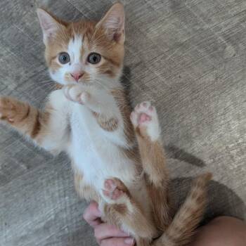 Sunset -  Domestic Short Hair Cat for Adoption in La Grange, Kentucky - Sunset | PetCurious