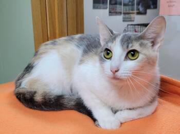 June Bug -  Dilute Calico Cat for Adoption in Portage, Wisconsin - June Bug | PetCurious