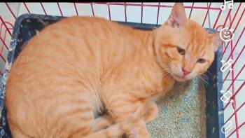 Simba -  Egyptian Mau and Bengal Cat for Adoption in Wolcott, Connecticut - Simba | PetCurious
