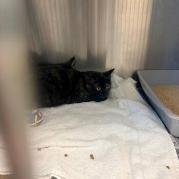 Domestic Short Hair Cats Available for Adoption in Clearwater, Florida - Kali | PetCurious