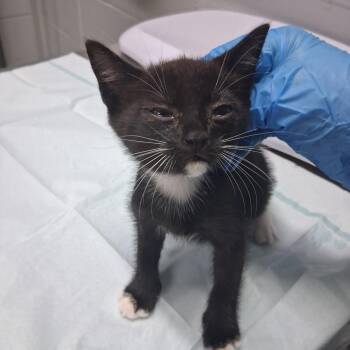 Allan -  Domestic Short Hair Cat for Adoption in Summerville, South Carolina - Allan | PetCurious