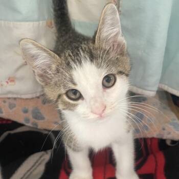 Escamillo -  Domestic Short Hair Cat for Adoption in Chicago, Illinois - Escamillo | PetCurious