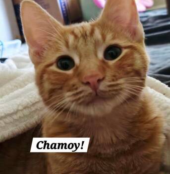 Chamoy -  Domestic Short Hair and Tabby Cat for Adoption in San Antonio, Texas - Chamoy | PetCurious