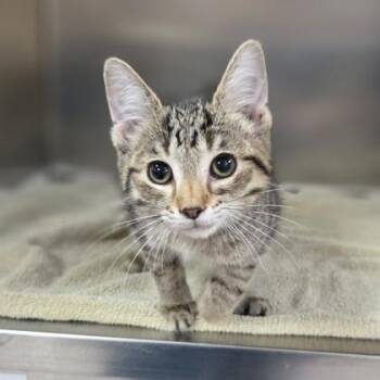 Stripe -  Domestic Short Hair Cat for Adoption in Westland, Michigan - Stripe | PetCurious