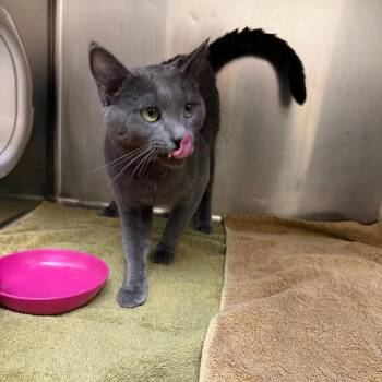 Grayson -  Domestic Short Hair Cat for Adoption in Winston-salem, North Carolina - Grayson | PetCurious