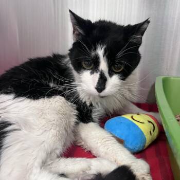 Kiry Kiry -  Domestic Short Hair Cat for Adoption in Kanab, Utah - Kiry Kiry | PetCurious