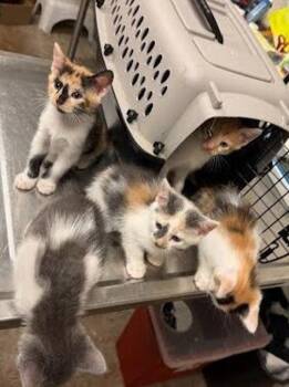 Makino -  Domestic Short Hair Cat for Adoption in Austin, Texas - Makino | PetCurious