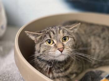 Nova -  Domestic Short Hair Cat for Adoption in Woodbury, Minnesota - Nova | PetCurious