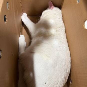 Azul (Blu) -  Domestic Short Hair Cat Available for Adoption in Tampa, Florida - Azul (Blu) | PetCurious